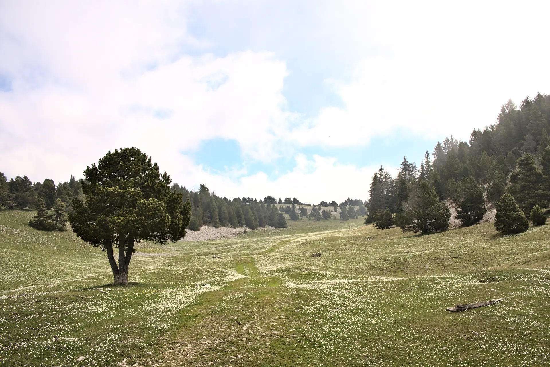 Alpine pasture on Vercors High Plateaus