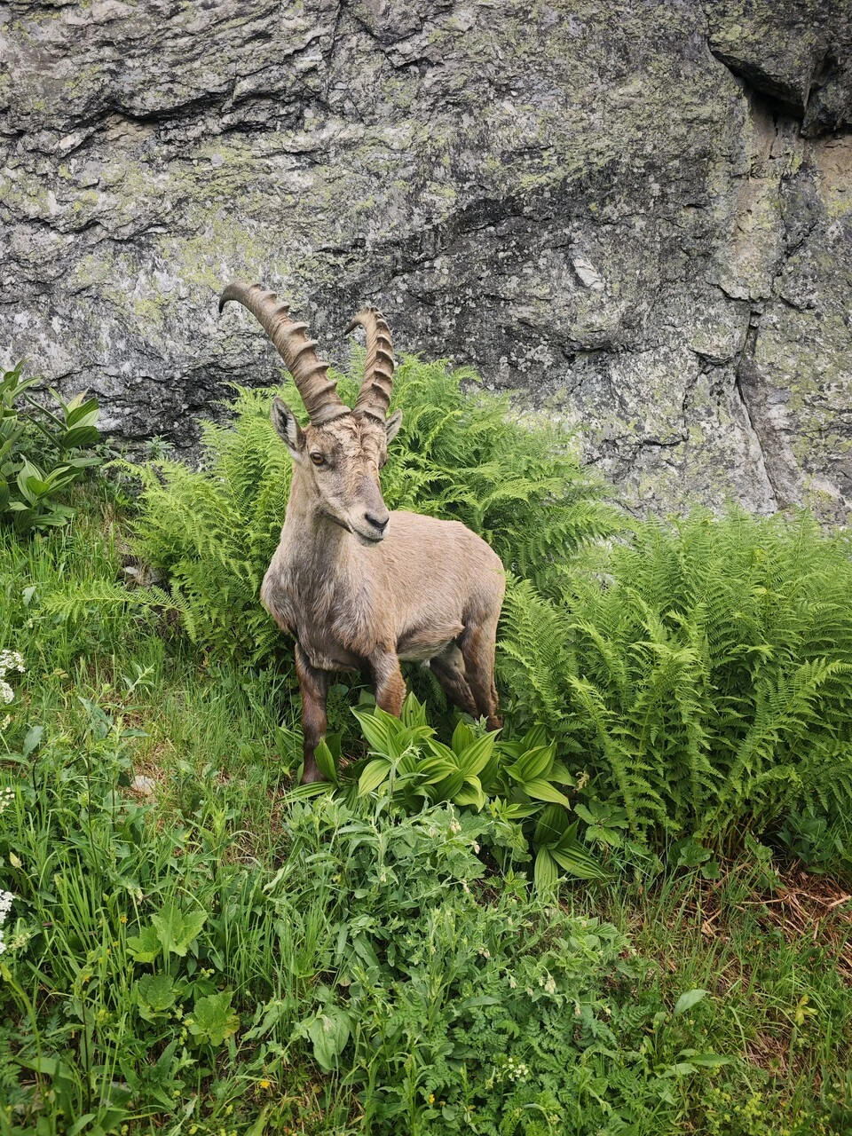 A male ibex in the ferns, a few meters off the trail