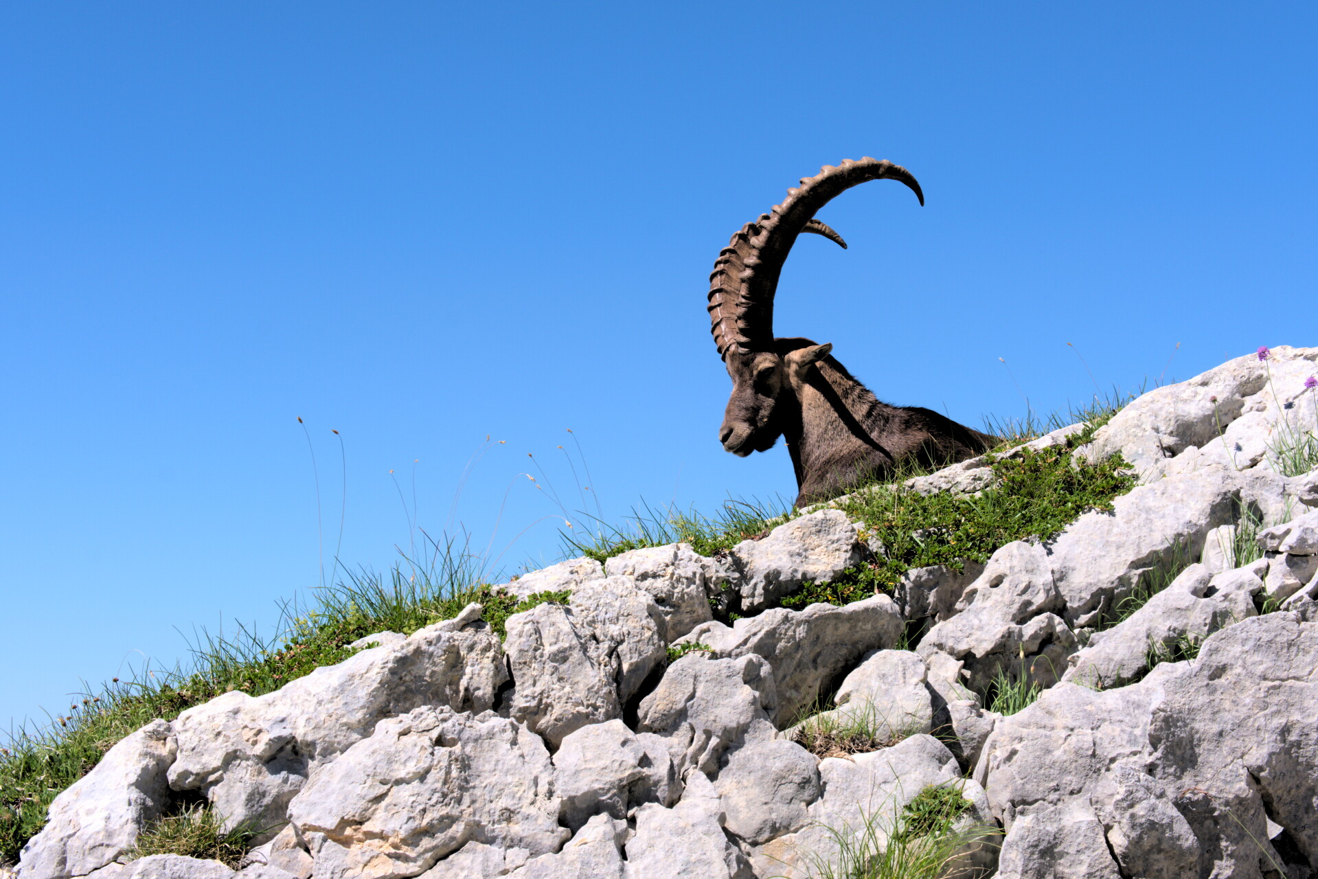 Alpine ibex