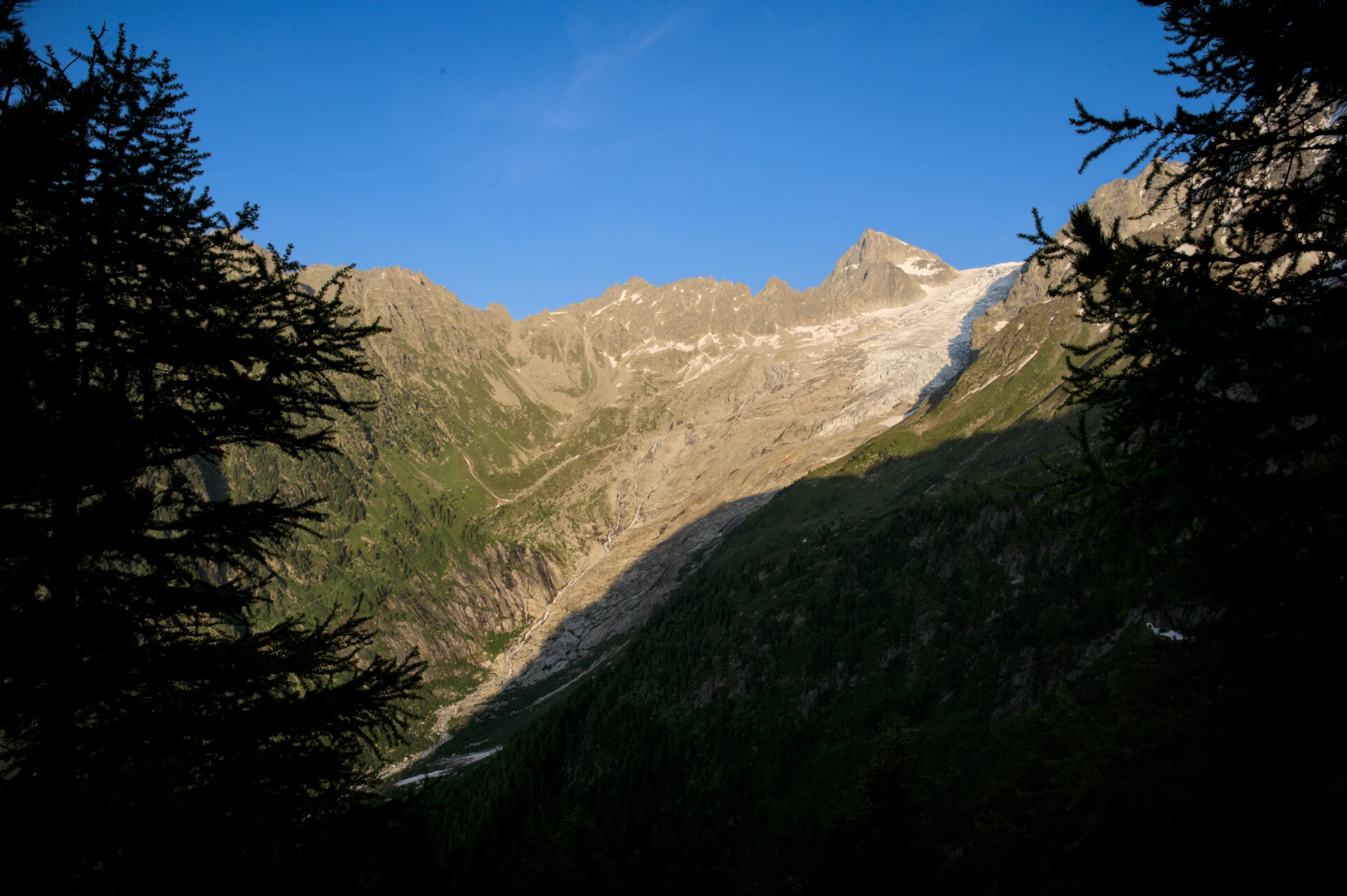 Spruce silhouettes and glacial peaks from the heights above the Col de Balme