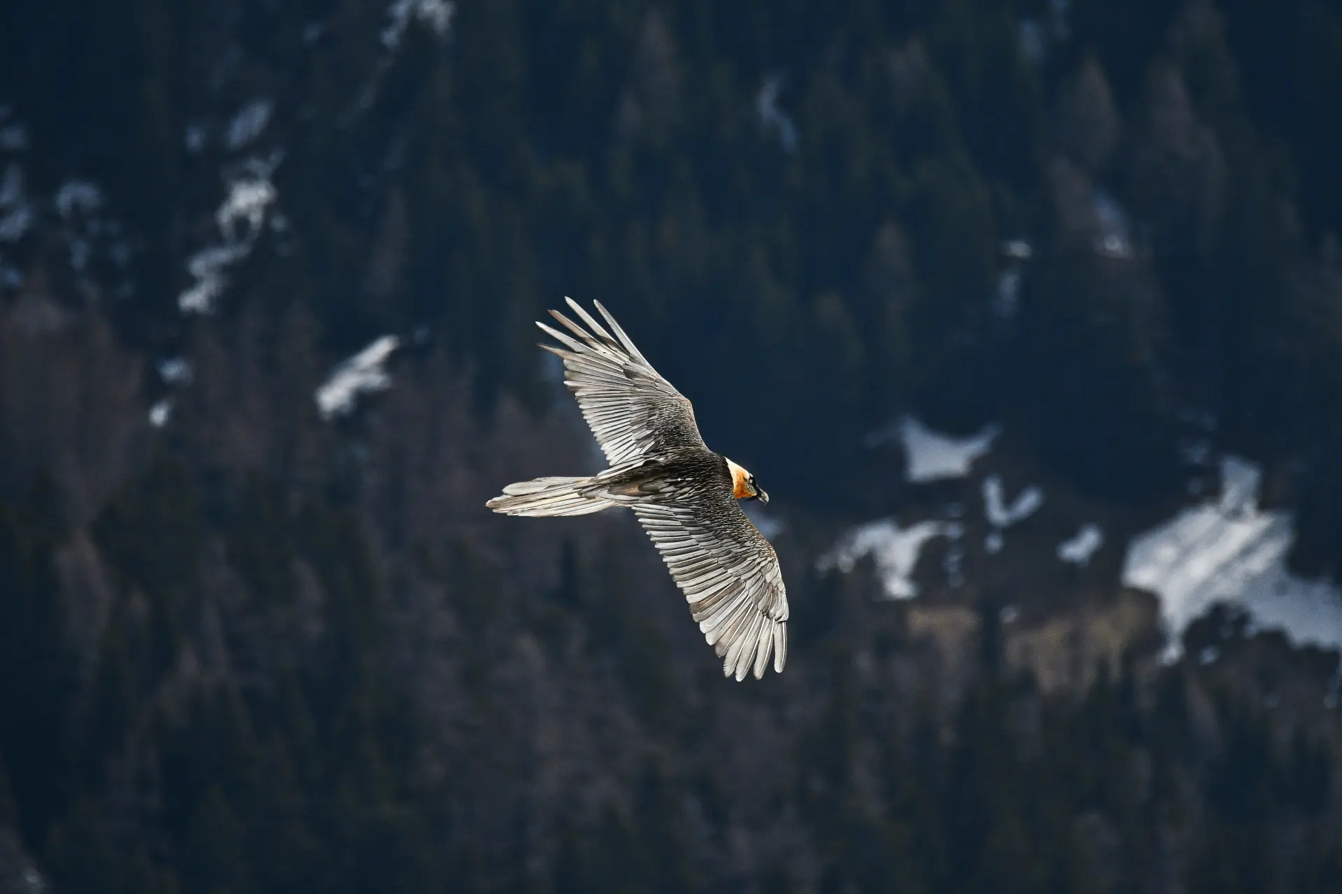 Bearded vulture in flight