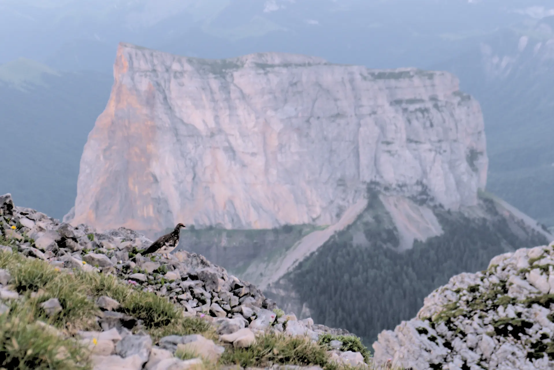 Rock ptarmigan in the foreground, Mont Aiguille in the background