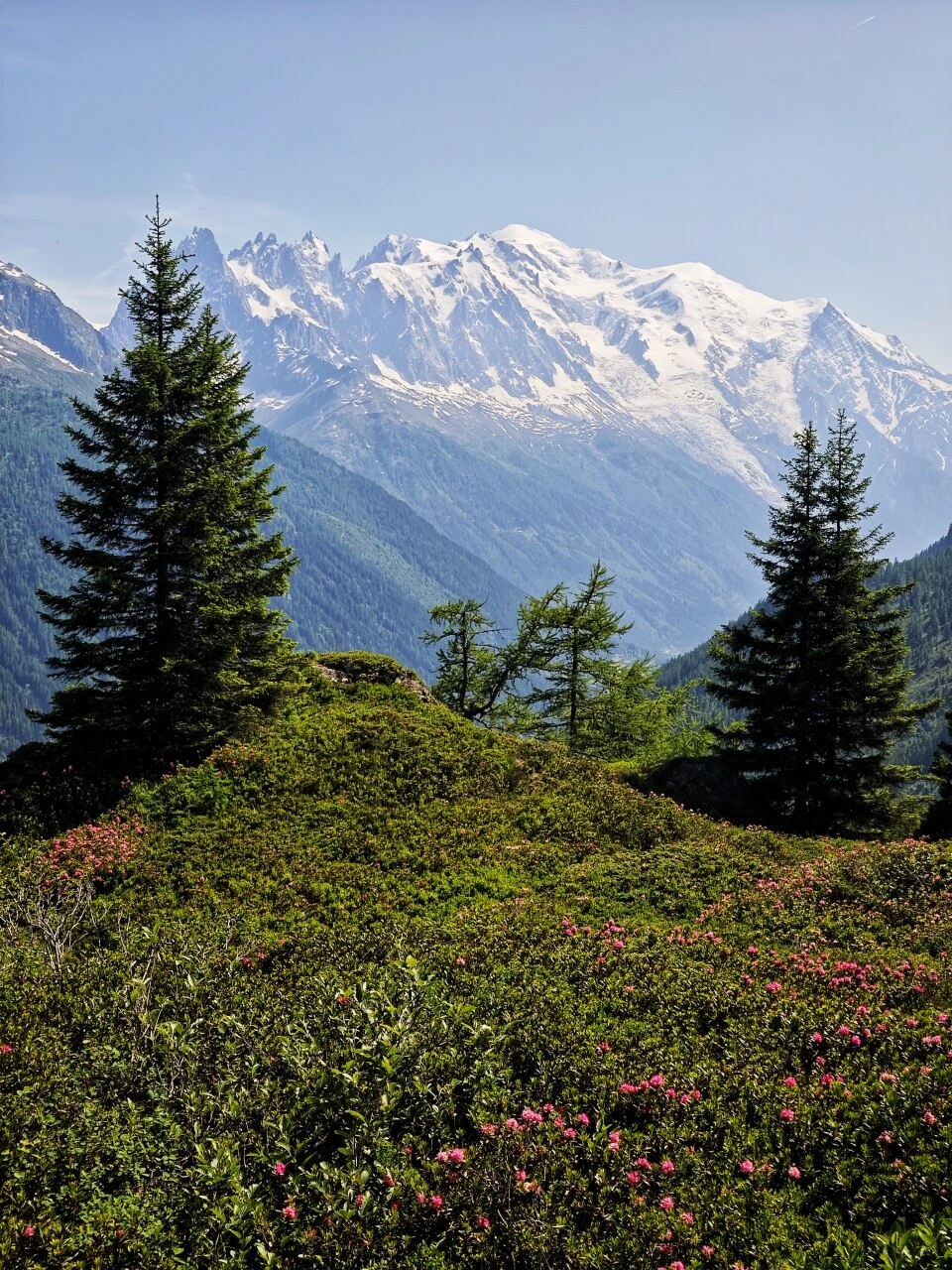 Rhododendrons in bloom on the Grand Balcon Sud