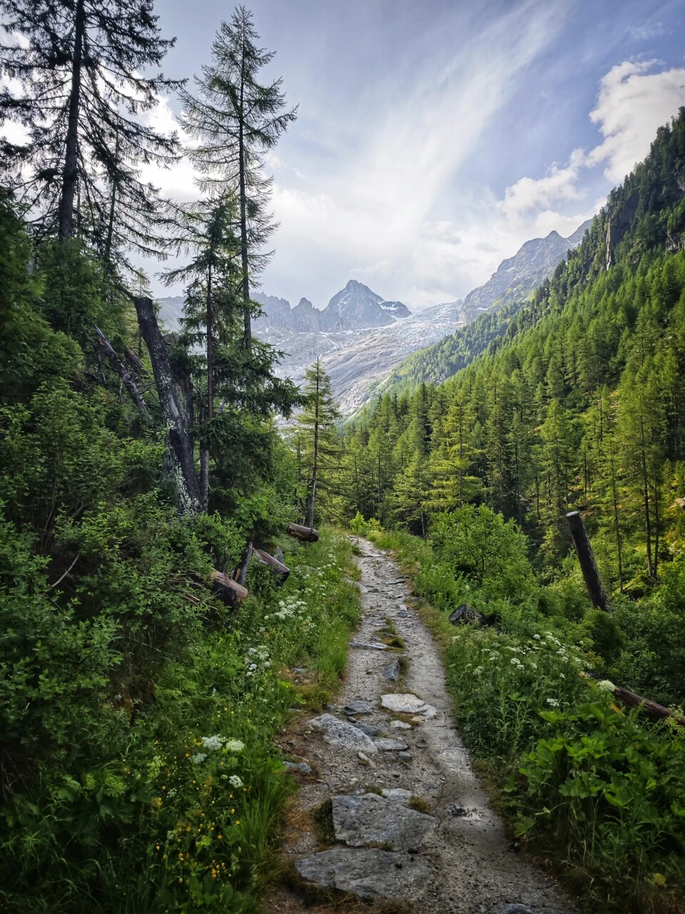 Trail through the larch forest descending toward the Glacier du Trient