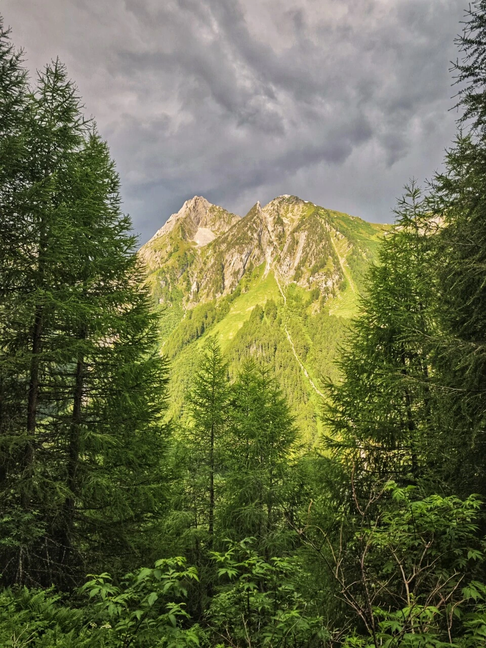 Climbing through the larch forest above Trient