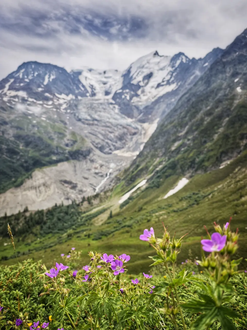 Bionnassay Glacier behind wild geraniums